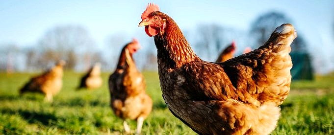 Der Beste Elektrozaun Für Hühner Im Jahr 2022